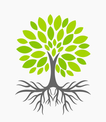 Wall Mural - tree with roots