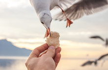 Hand With Food For The Gulls