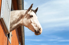 Portrait Of Thoroughbred Gray Horse In Stable Window.