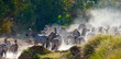 Group of zebras in the dust. Kenya. Tanzania. National Park. Serengeti. Maasai Mara. An excellent illustration.