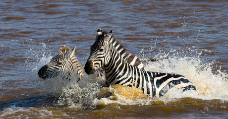 Sticker - Group zebra crossing the river Mara. Kenya. Tanzania. National Park. Serengeti. Maasai Mara. An excellent illustration.