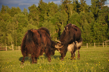 Two dzo butt on pasture