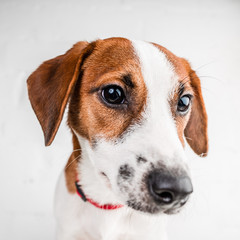 Wall Mural - Jack russell terrier