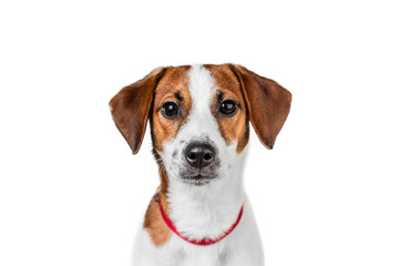 Wall Mural - Jack Russell Terrier puppy posing