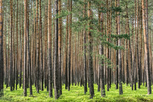 Pine Forest In Poland
