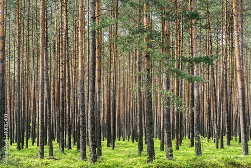 Naklejka na drzwi Pine forest in Poland