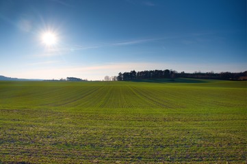 Wall Mural - field of spring grass and forest in sunset time