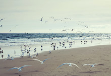 Flying Seagulls On The Coast, Toned Photo