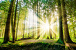canvas print picture - Wald mit Sonne