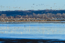 Migrating Snow Geese Over A Lake