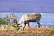 Male Caribou Grazing On Toklat River Basin