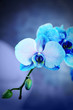 Beautiful blue orchid on the floor in the room, close up
