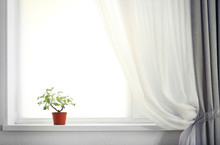 Room With Curtain And Window And Plant On The Windowsill