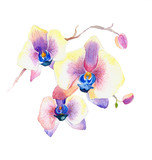 Fototapeta Storczyk - the new view of orchid watercolor hand drawn for postcard  isolated on the white background