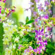 beautiful branches of purple, yellow orchid, dendrobium on green