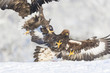 White-tailed Eagle and Golden Eagle fighting.