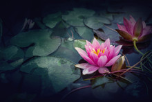 Pink Lotus In Vintage Style