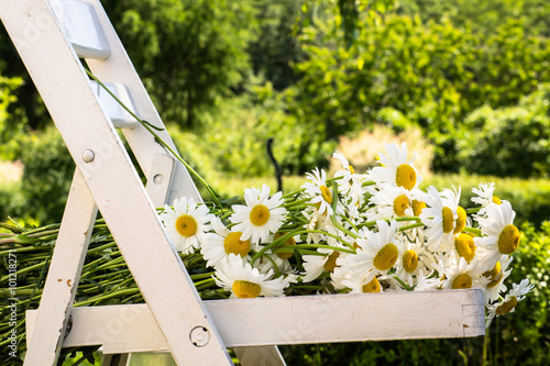 Zdjęcie XXL Wiązka kwiatów chamomile lub oxeye stokrotka na białym krześle w ogródzie