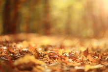 Background Autumn Leaves In The Park, Nature