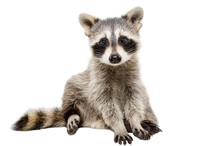 Funny Raccoon Sitting Isolated On White Background