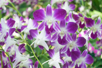 Beautiful pink and purple orchid.