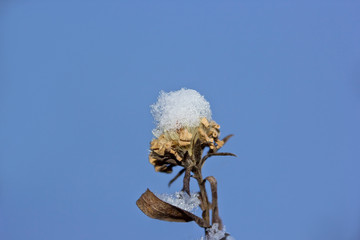 Dry flower in the snow against the blue sky