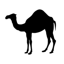 Camel Silhouette Black White Vector Illustration