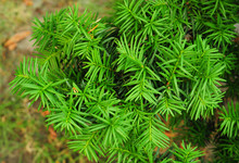 Yew Tree. Taxus Baccata. It Is The Tree Originally Known As Yew, Though With Other Related Trees Becoming Known, It May Now Be Known As English Yew, Or European Yew.