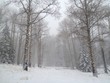 Snowy winter forest landscape with fog in Arizona