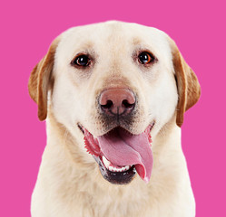 Canvas Print - Cute labrador on pink background