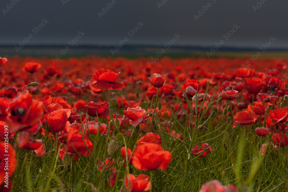 Flowers - a field of red poppies - obrazy, fototapety, plakaty 