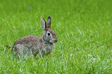 Wild Rabbit Feeding In Green Grass.