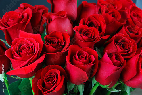 red rose background