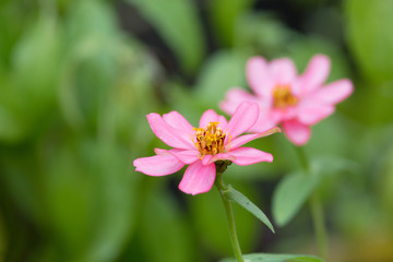 Beautiful pink flower as background. (Blur foreground and backgr