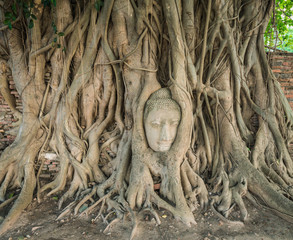 Stone head of Buddha nestled in the embrace of bodhi tree's root