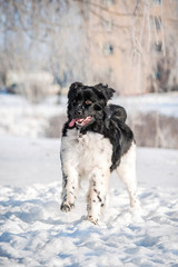 Wall Mural - Happy newfoundland dog running in winter