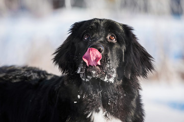 Wall Mural - Funny portrait of newfoundland dog licking its nose