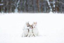 Portrait Of A Three Husky Puppies