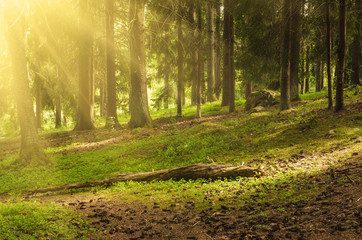 North scandinavian pine sunny forest with path and stones, Sweden natural travel outdoors background