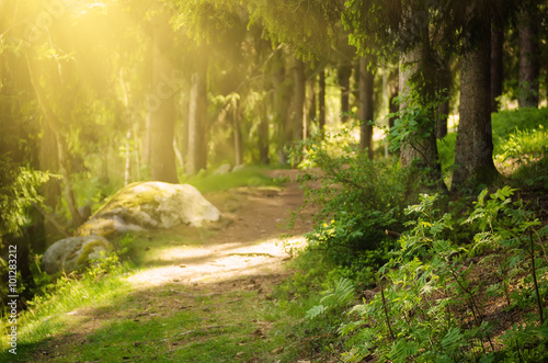 North scandinavian pine sunny forest with path and stones, Sweden natural tra...