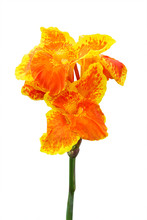 Yellow Canna Lily Flowers On White Background. Clipping Path