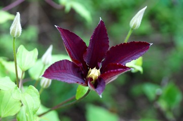 Dark purple clematis flower on the vine