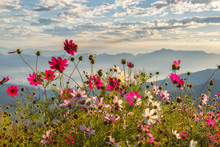 Beautiful Mountain Doi Luang Chiang Dao In The Foreground Blooming Wildflowers At Sunrise, Chiang Mai Province, Thailand