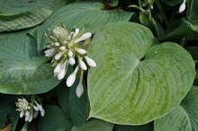 White Flowers Of Blue Green Hosta Plant
