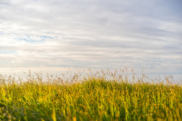 Wall Mural - Evening shot of field with green grass against the sunset sky. Shallow depth of field.