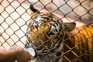 Wall Mural - Tiger in zoo and feed by milk