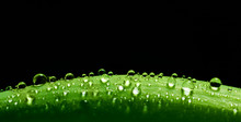 Green Fresh Leaf With Water Drops On Its Surface. Nature