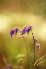 Wall Mural - Beautiful wild flowers, outdoors