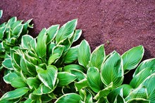 Border Of Green Hosta Plants In The Shade Garden