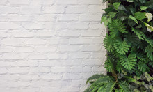 White Of Brick Wall And Green Leaf For Background